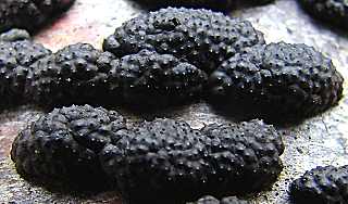 hypoxylon multiforme, hypoxylon multiforme