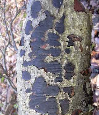 hypoxylon nummulaire, hypoxylon nummularium, biscogniauxia nummularia