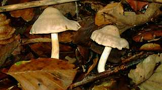 inocybe de Patouillard, inocybe patouillardii