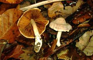 inocybe de Patouillard, inocybe patouillardii