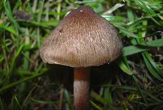 inocybe variable, inocybe curvipes