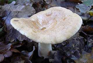 lactaire trs cre, lactarius acerrimus