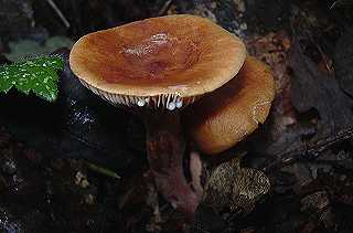 lactaire doucetre, lactarius subdulcis