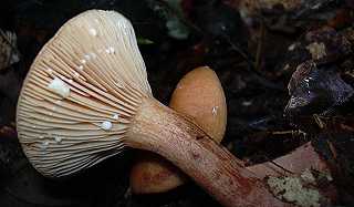 lactaire doucetre, lactarius subdulcis
