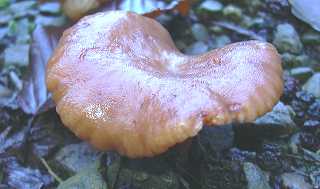 lactaire  lait brlant, lactarius pyrogalus
