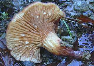lactaire  lait brlant, lactarius pyrogalus