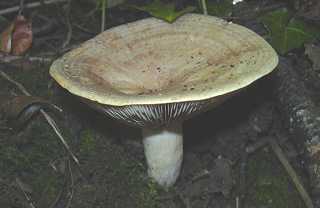 lactaire muqueux, lactarius blennius
