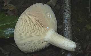 lactaire muqueux, lactarius blennius
