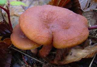lactaire roux, lactarius rufus