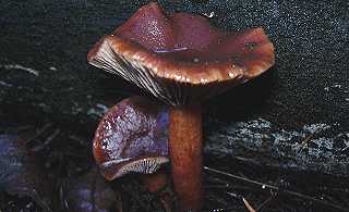 lactaire fauve, lactarius fulvissimus