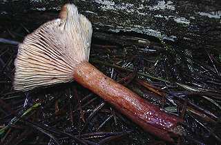 lactaire fauve, lactarius fulvissimus