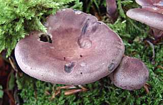 lentin coquillage, lentinus conchatus