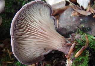 lentin coquillage, lentinus conchatus