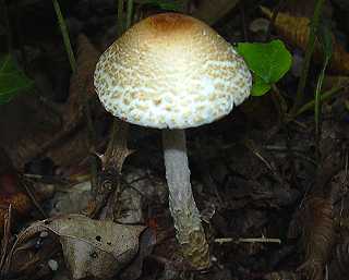 lpiote chtain, lepiota castanea