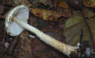 lpiote chtain, lepiota castanea