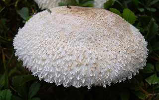 lpiote excorie, macrolepiota excoriata
