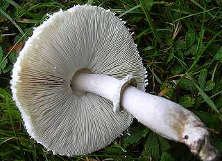 lpiote excorie, macrolepiota excoriata