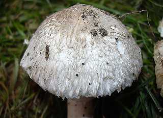 lpiote radicante, leucoagaricus macrorrhizus