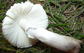 lpiote radicante, leucoagaricus macrorrhizus