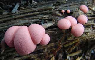 lycogale du bois, lycogala epidendron
