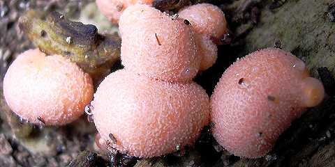 lycogale du bois, lycogala epidendron