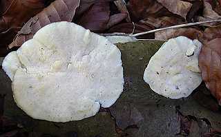 mrule papyrace, meruliopsis corium