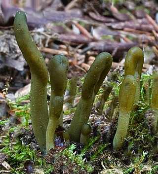 microglosse vert, microglossum viride