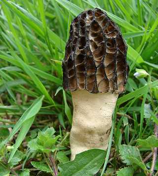 morille coste, morchella costata