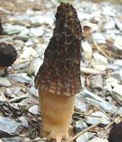 morille coste, morchella costata