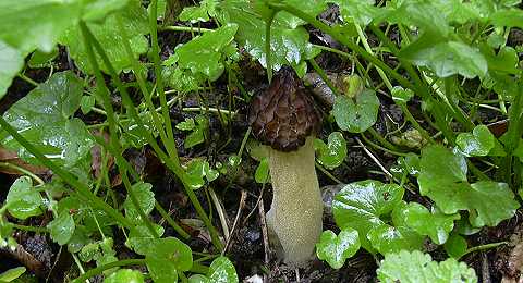 morillon, mitrophora semilibera