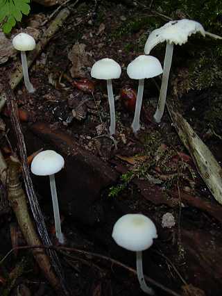 mycne  capuchon, hemimycena cucullata