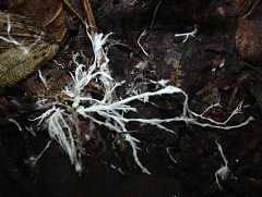 mycelium de champignon