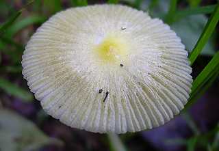 mycne jauntre, mycena flavescens