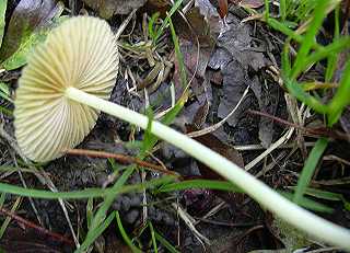 mycne jauntre, mycena flavescens