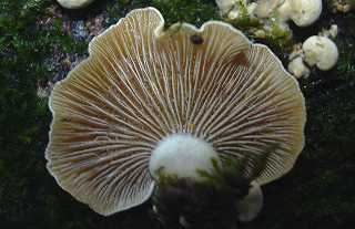 panelle astringente, panellus stypticus