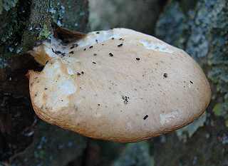 paxille semblable  un panus, paxillus panuoides
