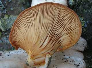 paxille semblable  un panus, paxillus panuoides