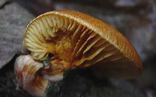 paxille semblable  un panus, paxillus panuoides