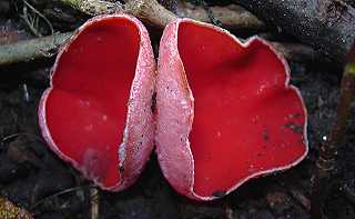 pzize d'Autriche, sarcoscypha austriaca