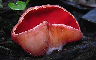 pzize d'Autriche, sarcoscypha austriaca