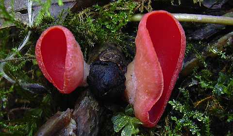 pzize d'Autriche, sarcoscypha austriaca
