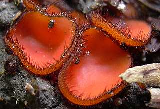 pzize en bouclier, scutellinia scutellata