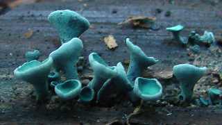 pzize devenant vert-de-gris, chlorosplenium aeruginascens