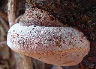 phellin de l'argousier, phellinus hippophaecola