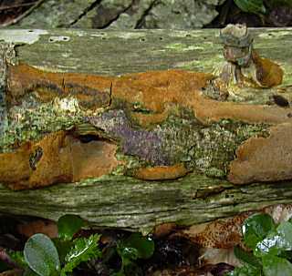 phellin, phellinus contiguus