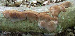 phellin ferrugineux, phellinus ferruginosus