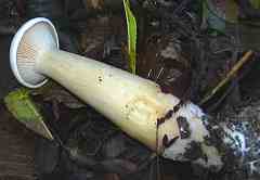 pied de champignon