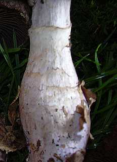 pied de champignon,  chaussette