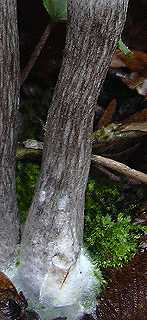 pied de champignon fibreux