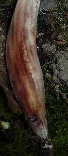 pied de champignon en fuseau